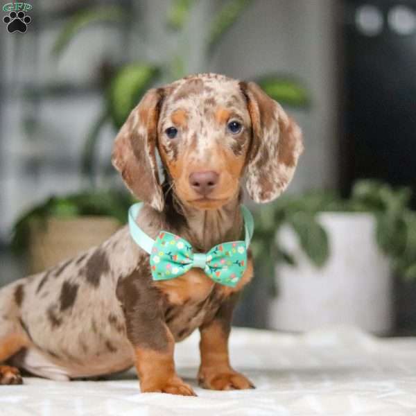 Jackson, Dachshund Puppy